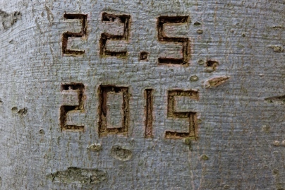 Guidebook references carved into the trees